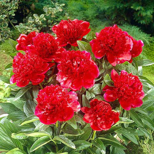 Charming Big Tall Peony Roots Bulbs Flower Beautifying Home Garden Office Decor 